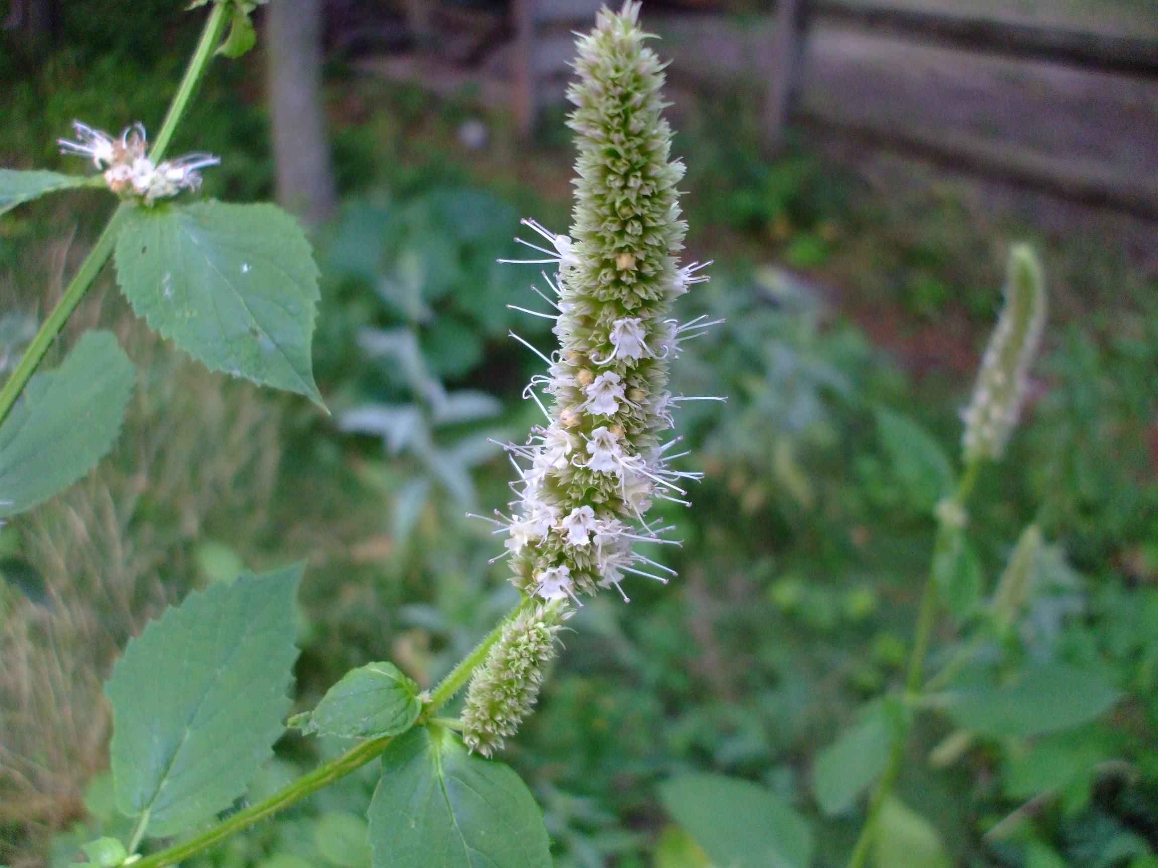 Agastache nepetoides